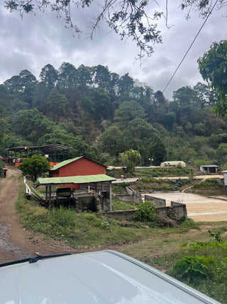 Guatemala Finca El Socorro Gesha