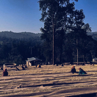 Ethiopia Guji Gigesa Natural