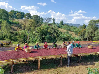 Ethiopia Guji Gigesa Natural