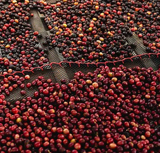 Ethiopia Yirgacheffe Gedeb Natural