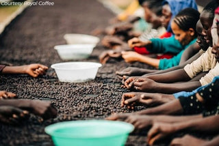 Ethiopia - Yirgacheffe Aricha