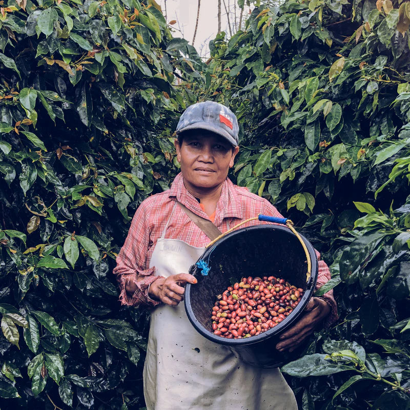 Indonesia Sumatra Wahana Estate