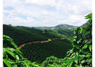 Brazil Luzia