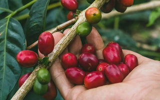 El Salvador Apaneca Llano Grande Pacamara Anaerobic Natural
