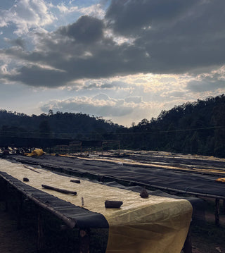 Ethiopia Yirgacheffe Gedeb Natural